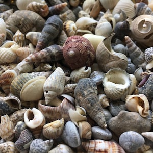 Shell Mix-1/4&quot;-1&quot; Tiny/Small Shell Mix-Craft Seashells-Small Seashells-Beach Wedding Decor-Seashells Supplies-Tiny Seashells-FREE SHIPPING!