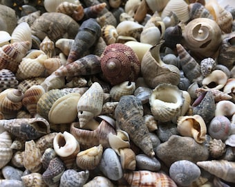 Shell Mix-1/4"-1" Tiny/Small Shell Mix-Craft Seashells-Small Seashells-Beach Wedding Decor-Seashells Supplies-Tiny Seashells