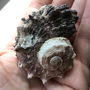 Delphinula Laciniata Shell-angaria Shells-lacinate Dolphin Shells ...