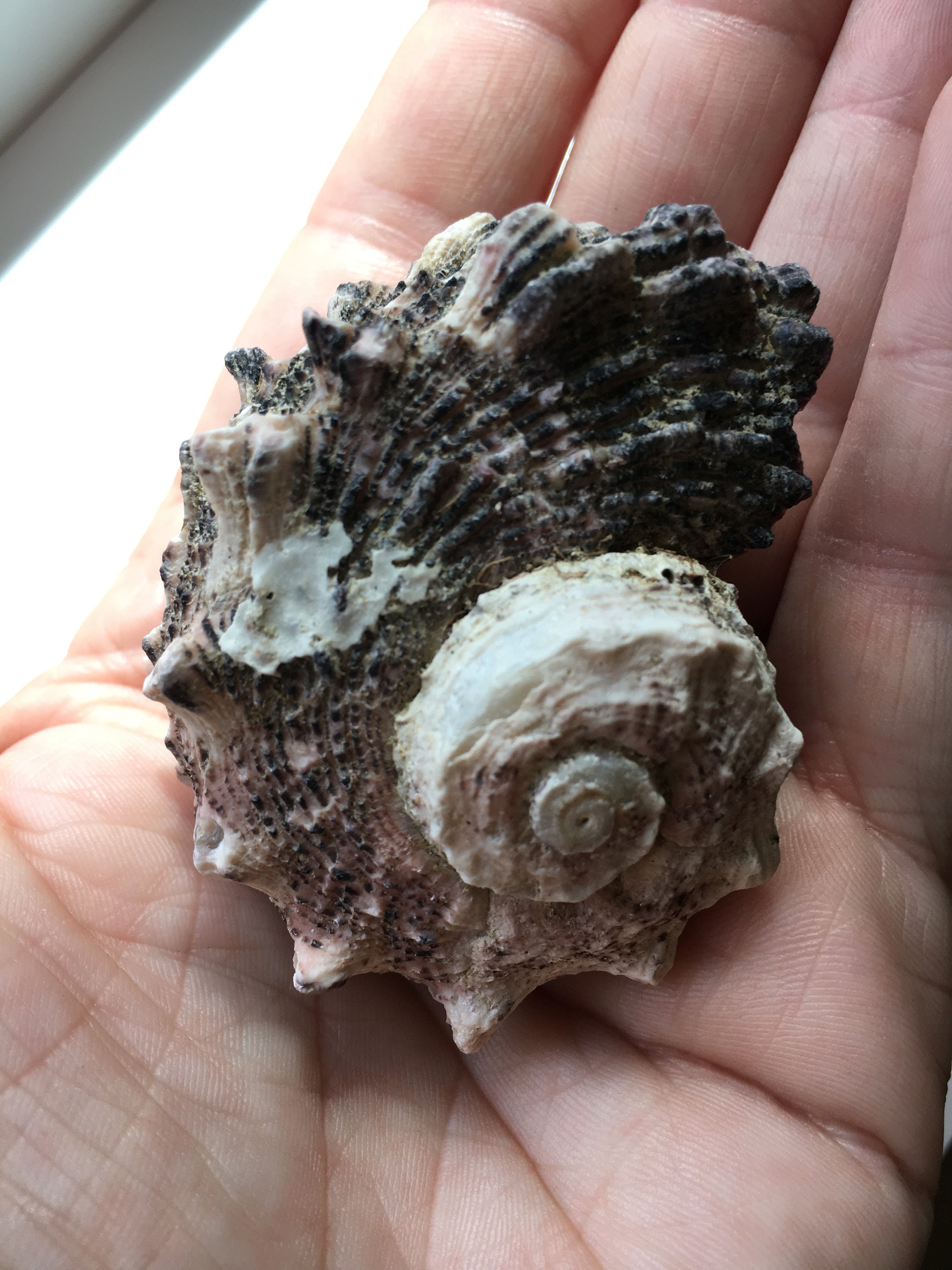 Delphinula Shell Delphinula Laciniata Shell-angaria Shells-lacinate Dolphin Shells ...