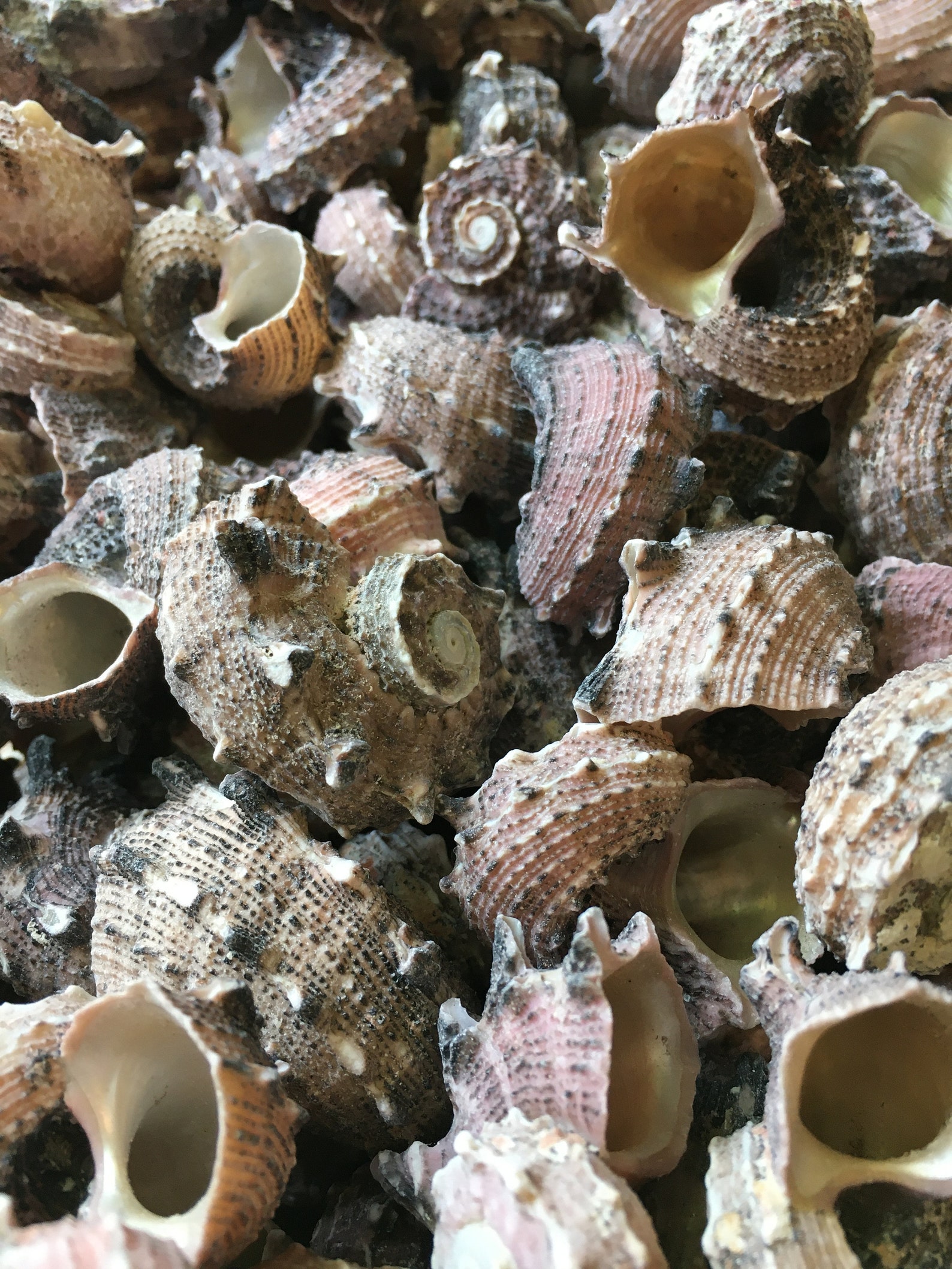 Delphinula Shell Delphinula Laciniata Shell-angaria Shells-lacinate Dolphin Shells ...