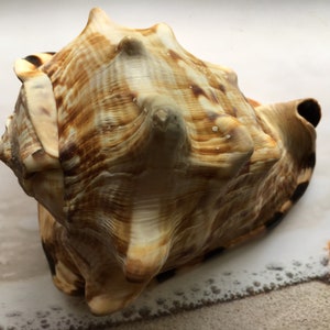 Gorgeous King Helmet Shell (5"-5.75”) Beach House Decor, Coastal Cottage, Nautical Decor, Collector Shell, FREE SHIPPING!