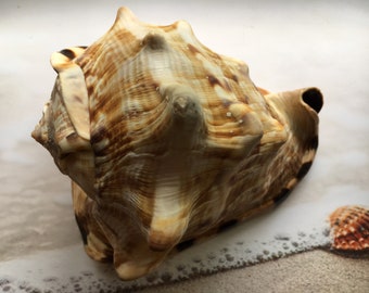 Gorgeous King Helmet Shell (4&quot;-5.75”) Beach House Decor, Coastal Cottage, Nautical Decor, Collector Shell