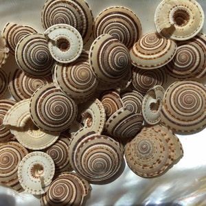 Sundial Seashells 3/4"-1.5" Sundial Seashell Craft Seashells-Beach Craft Supplies-Seashells Bulk-Seashells Supplies-Crafting