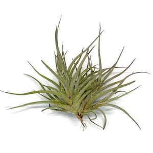 Moonlight Live Air Plant, Dark Green Leaves, Indoor & Outdoor House Plant, Easy Care Air Plant, Great Gift