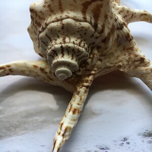 Lambis Chiagra Spider Shell 56 Spiny Freckled Seashell Spiked Conch ...