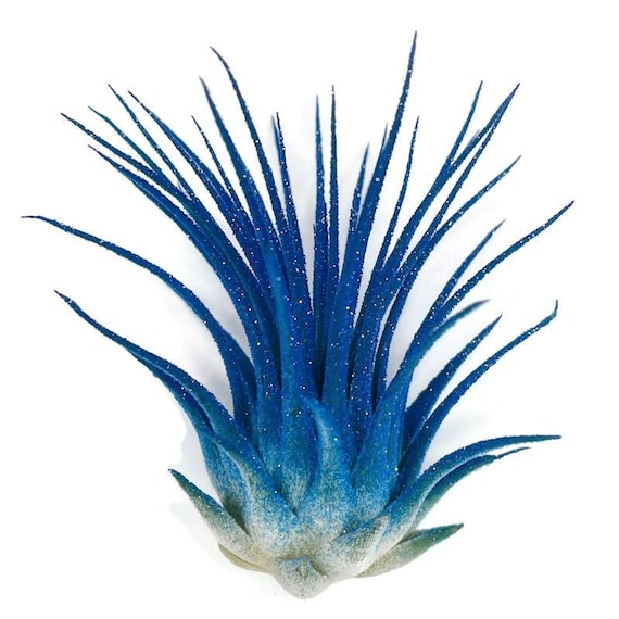 Glitter Blue Ionantha Guatemala Tillandsia Air Plant, Guatemala Air Plant, Air  Plant, Airplant, Terrarium, Airplants - Etsy