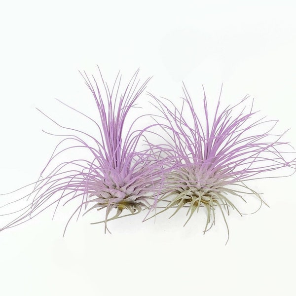 Buy 1 Get 1 FREE Lavender THIN Argentina Air Plant Guatemala Tillandsia, Air Plant Gift, Air plants, Terrarium Plants, Enhanced Air Plants