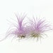 see more listings in the Air Plants/Displays/Food section