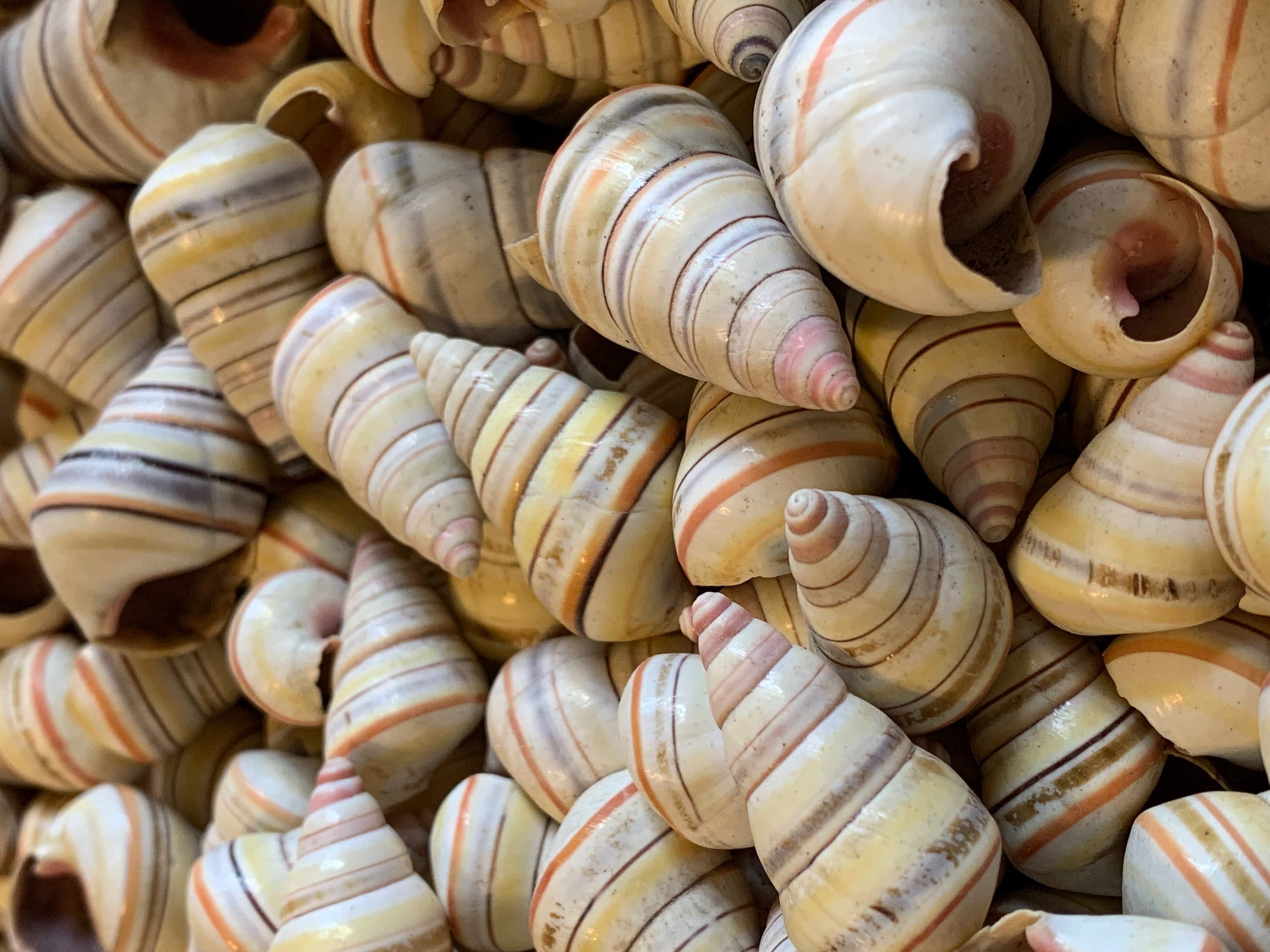 Candy Cane Land Snail Tree Snail Seashellsbeach Craft Etsy