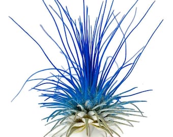 Blue Thin Colored Air Plant, Live Tillandsia House Plant, Easy Care Indoor Outdoor, Great Gift, Healthy Arrival Guaranteed, Terrarium