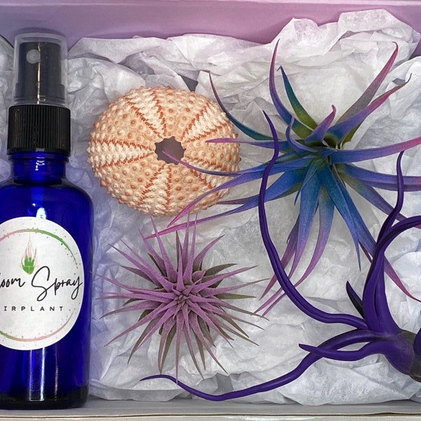 5 Piece Gift Set w/ Tillandsia Air Plants, Sea Urchin & Sprayer, Plant Lover Gift, Airplant Variety, Bulk plants, Air Plant Food, Urchin