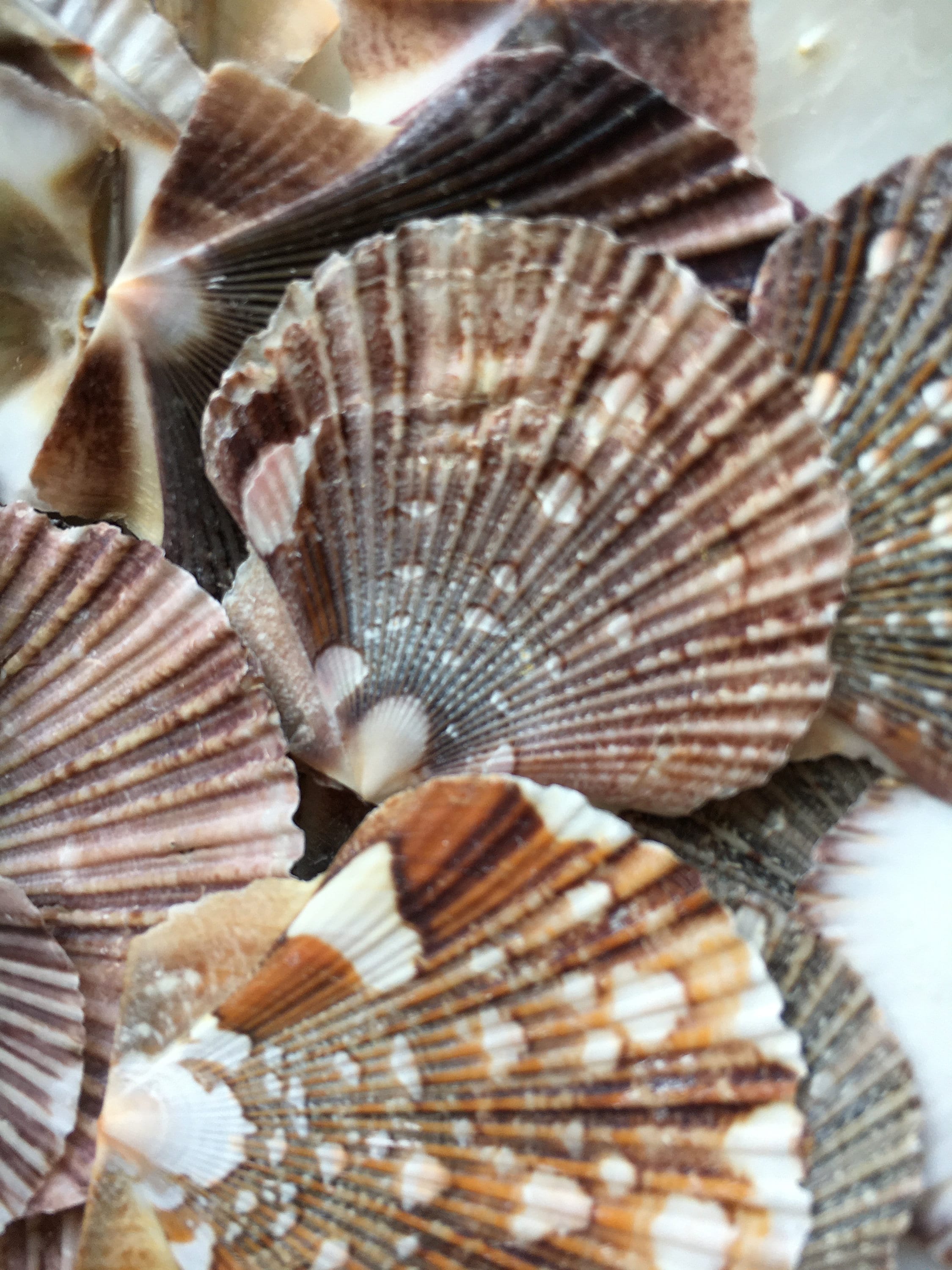 Baby Flat Scallop Shellbulk Seashell Supplies Scallop Etsy