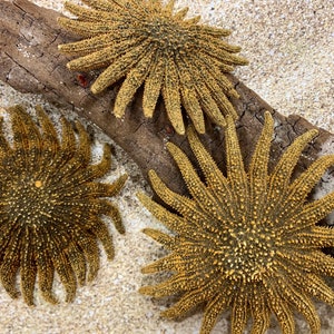 Mexican Sunflower Starfish - Bulk Starfish - Beach Wedding Decor - Seashell Crafts - Seashells - Starfish Decor - Collector Shells, Ocean