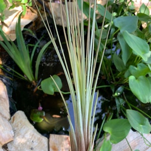 Juncifolia Air Plant, Tillandsia Air Plant, Guatemala Air Plant, Air Plants, Wedding Decor, Plants, Airplants, Bulk, Tillandsia, Terrarium