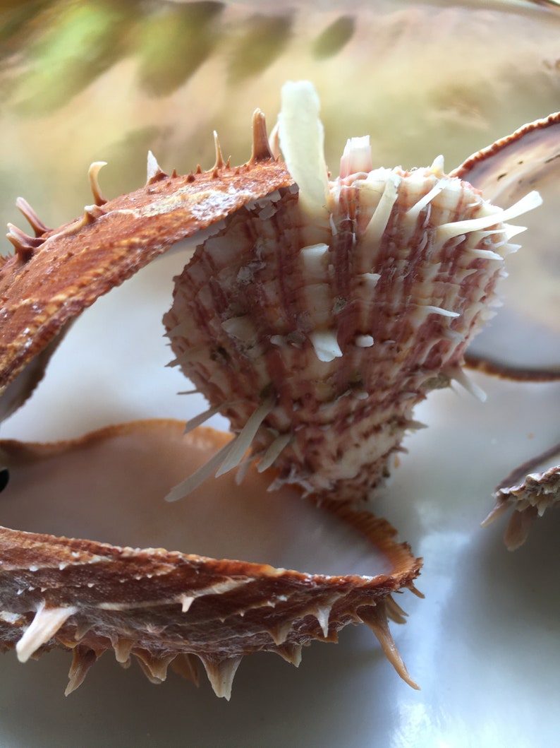 Spiny Oyster Pair Assorted Types 3 to 4 Sea Shell - Etsy