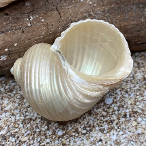 Pearl Turbo Setosus Shell 1 3/4 - 2 1/4&quot; Opening 1&quot; (Pentholatus) - Seashells - Shells - Natural Shells - Hermit Crab
