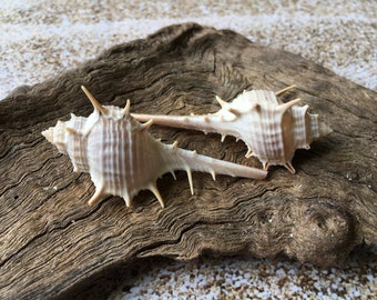 Op de afbeelding: Twee witte schelpen met lange, puntige stekels op een stuk verweerd drijfhout.