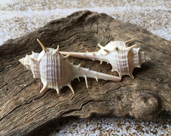 Murex Turnispina 2"-3" - Seashell - Murex-Sea Shells for Crafting - Beach Wedding Decor - Large Shells - Collectors Shells - FREE SHIPPING!