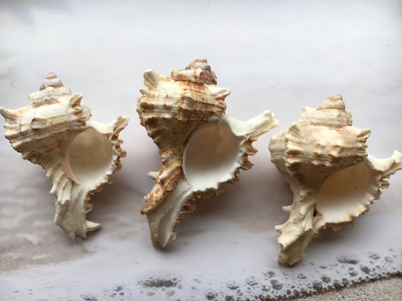 Murex Shell, Sea Shells for Decorating, Large Seashells, Real Large Shells  for Beachy Room Decor, Unique Air Plant Holders, Nautical Decor, Coastal