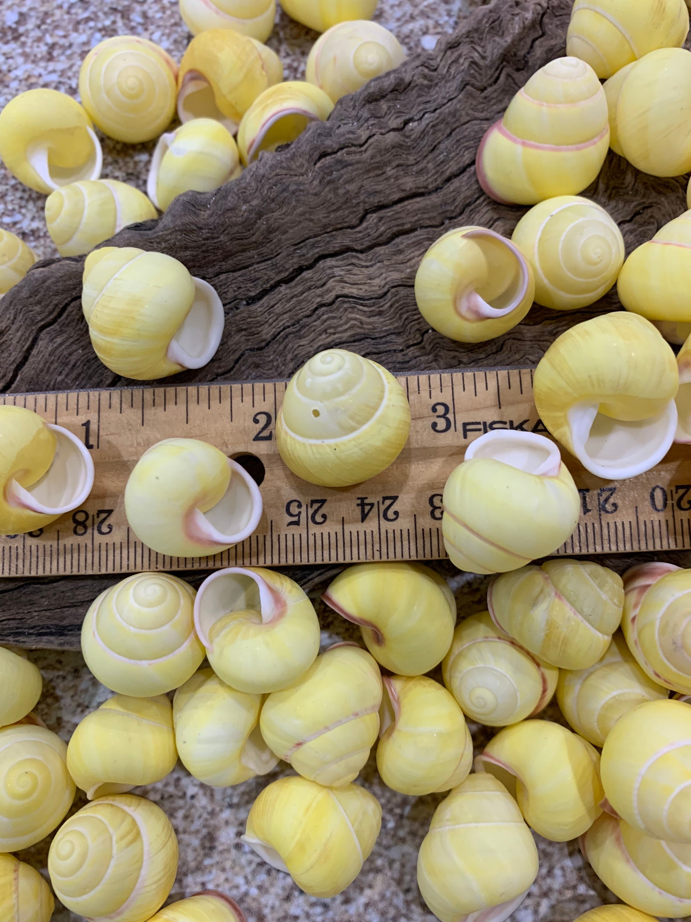 Land Snailstriped Yellow Land Snail Shellssafe for Hermit Etsy