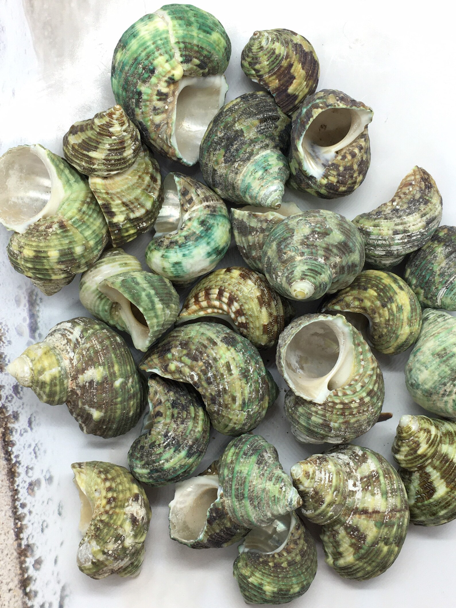 Turbo Stenogyrus Shells-green Turbo Shells-shells for Crafting-decor ...