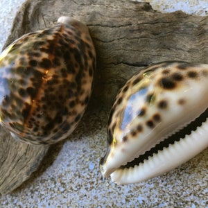 XL Tiger Cowrie Seashells  (Cypraea Tigris) Wedding Decor-Seashells-Seashells for Crafting-Nautical Decor-Beach Decor