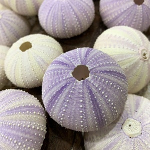 Purple Sea Urchins- Beach Wedding Favors - Decor - Sea Urchin - Natural Sea Shell - Air Plant - 1.5"-2.5" - FREE SHIPPING!