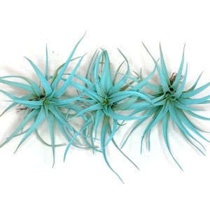 Buy 2 Get 1 FREE Jade Tillandsia Capitata Air Plant, Ionantha Air Plant, Air Plants, Beach Wedding Decor, Tillandsia, Terrarium