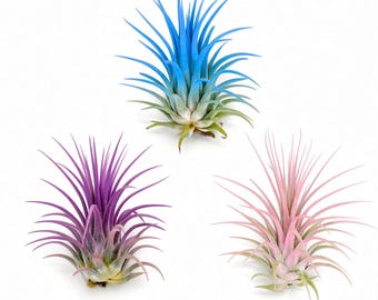 Rainbow Tillandsia Air Plant 3-Pack, Ionantha Guatemala, Home Decor