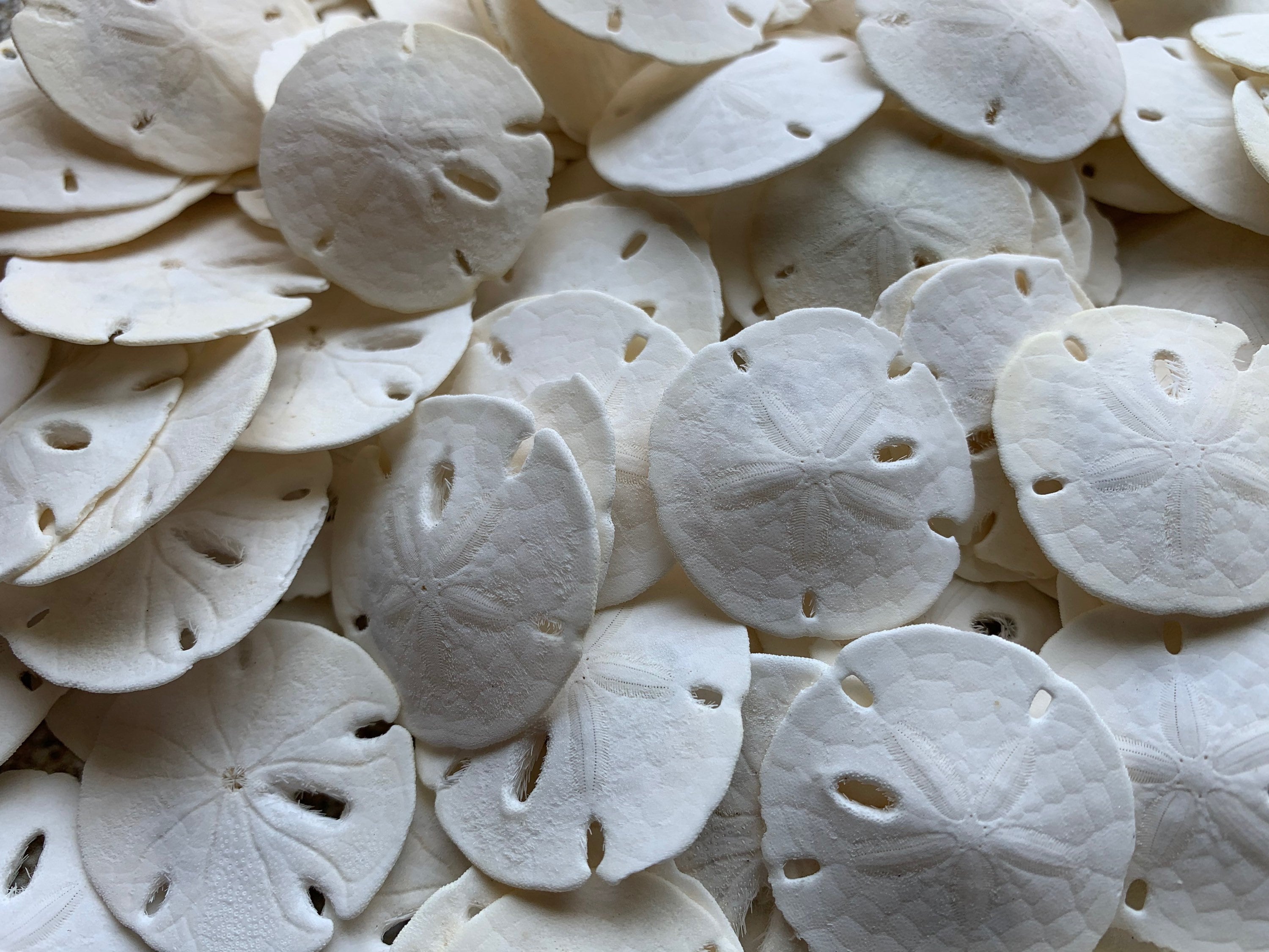 Tumbler Home White Sand Dollars 2 to 2.25 Set of 12 - Wedding Seashell  Craft Sand Dollars- Hand Picked and Professionally Packed