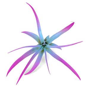 Rainbow Colored Tillandsia Capitata Air Plant, Ionantha Air Plant, Air Plants, Beach Wedding Decor, Wedding Favor, Tillandsia, Terrarium