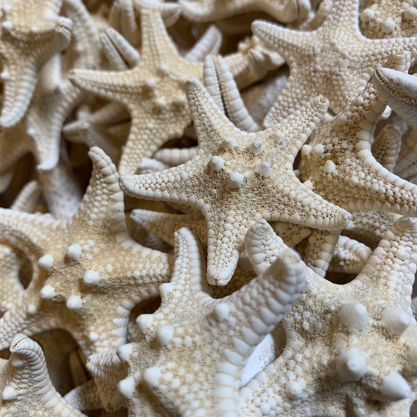 Small Knobby Starfish White 1"-2" - Bulk Starfish - Beach Wedding Decor - Seashell Crafts - Seashells - Starfish Decor