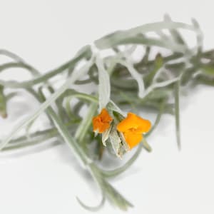 Orange Fragrant Tillandsia Crocata Air Plant, Fragrant Plant, Tillandsia Air Plant, Guatemala Air Plant, Wedding Decor, Flowering Airplant