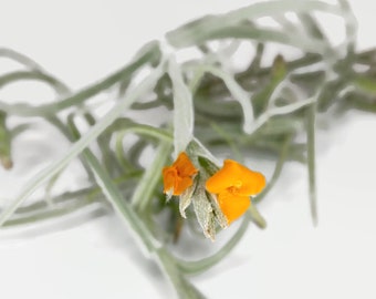 Orange Fragrant Tillandsia Crocata Air Plant, Fragrant Plant, Tillandsia Air Plant, Guatemala Air Plant, Wedding Decor, Flowering Airplant