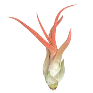Peach Tillandsia Caput Medusae Air Plant, Ionantha Air Plant, Air Plants, Beach Wedding Decor, Wedding Favor, Tillandsia, Terrarium