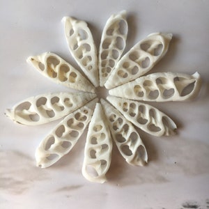 White Cerithium Center Cut-1.5&quot;-2&quot;-White Sea Shells-Shell Bulk-Wedding Decor-Beach House Decor-Crafting Shells-Sea Shell- FREE SHIPPING!