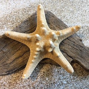 Knobby Starfish 3&quot;-5&quot; - Bulk Starfish - Beach Wedding Decor/Favors - Crafts - Seashells - Starfish Decor - FREE SHIPPING!