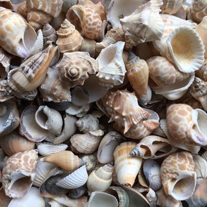 Assorted Sea Shell Mix, Beach Wedding Decor, Sea Shells Bulk, Assorted Seashell, Seashells For Crafts, Natural Seashells, FREE SHIPPING!