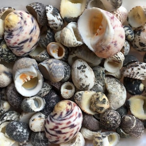 Nerite Snail Sea Shell Mix - Assorted Nerties - Sea Shells - Craft Supplies - Shell Bulk - Crafting - Decor
