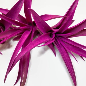 Hot Pink Tillandsia Capitata Air Plant, Ionantha Air Plant, Air Plants, Beach Wedding Decor, Wedding Favor, Tillandsia, Terrarium