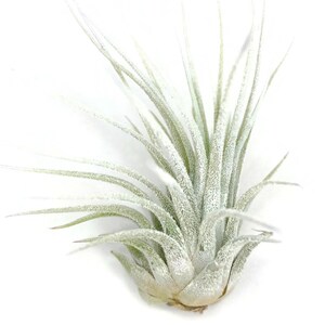 White Enhanced Ionantha Guatemala Tillandsia Air Plant, Guatemala Air Plant, Air Plant, Airplant, Wholesale, Terrarium, Enhanced AirPlants