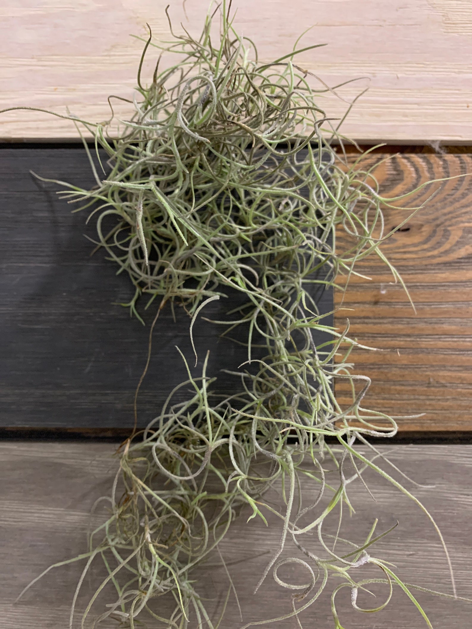Spanish Moss Live Spanish Moss Tillandsia Usneoides Hanging Etsy Canada