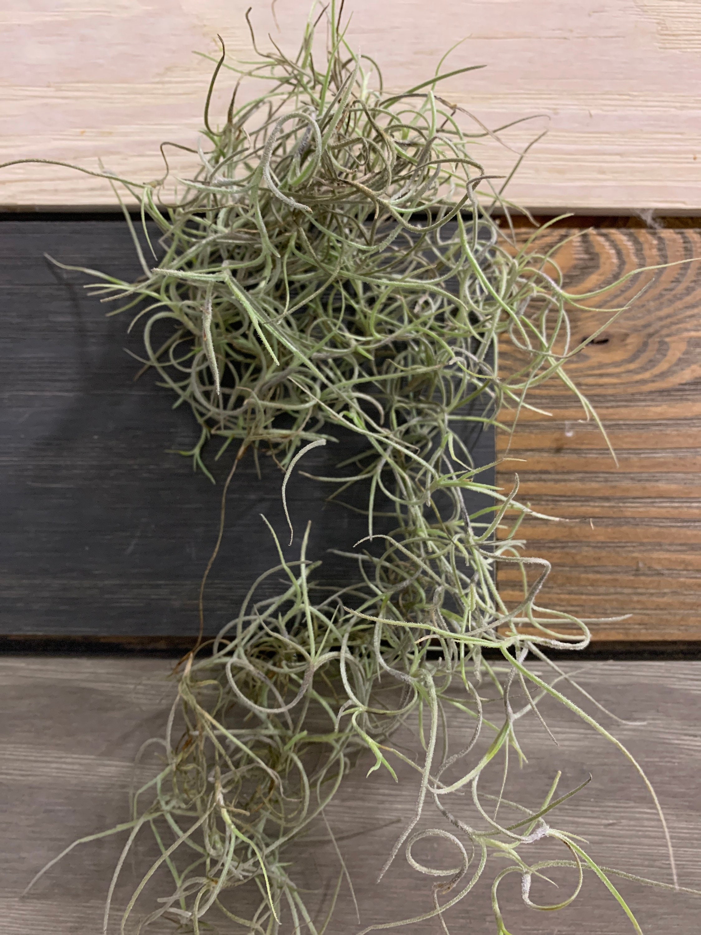 Spanish Moss Live Spanish Moss Tillandsia Usneoides Hanging Etsy Canada