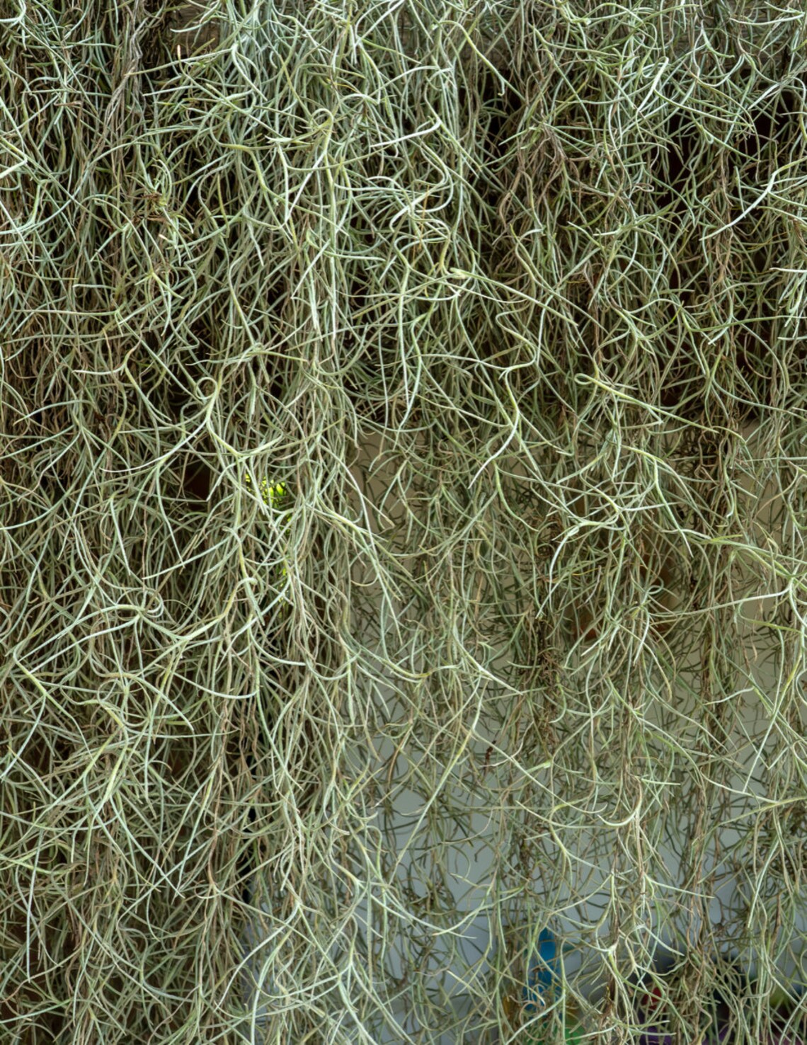 XL Spanish Moss Live Spanish Moss Tillandsia Usneoides Etsy