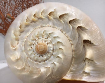Huge Melon Shell (6&quot; - 8”+) Beach House Decor, Coastal Cottage, Nautical Decor, Collector Shell, Huge Seashell, Gifting Shell