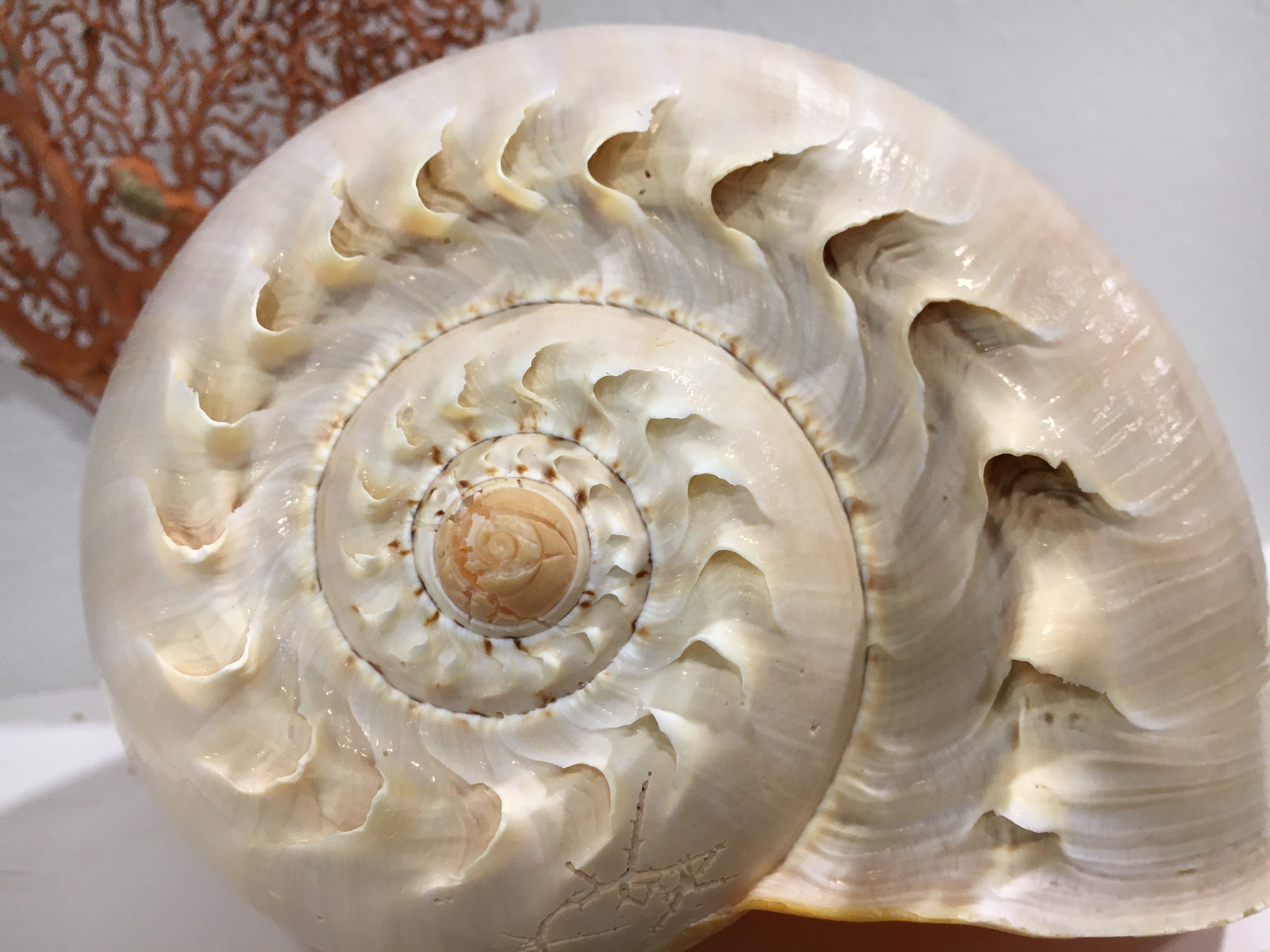 Huge Melon Shell (6" - 8”+) Beach House Decor, Coastal Cottage, Nautical Decor, Collector Shell, Huge Seashell, Gifting Shell