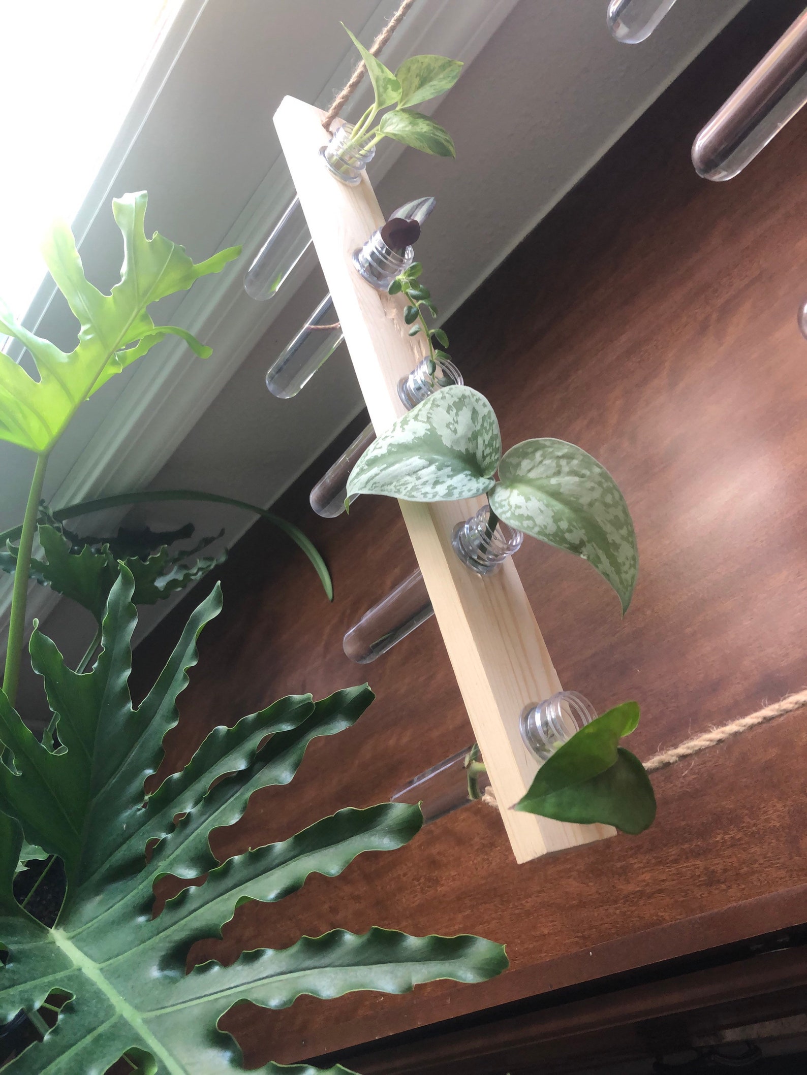 Wall Decor Hanging Propagation Plant Cutting Holder Plant