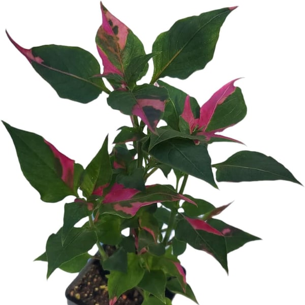 Alternanthera Party Time Joseph's Coat Calico Plant Christmas Clover Parrot Plant 4 Inch Pot Live Indoor Plant Plug Natural Décor Full Roots