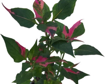 Alternanthera Party Time Joseph's Coat Calico Plant Christmas Clover Parrot Plant 4 Inch Pot Live Indoor Plant Plug Natural Décor Full Roots